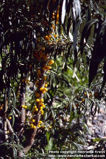 Photo: Hippophae rhamnoides 4.