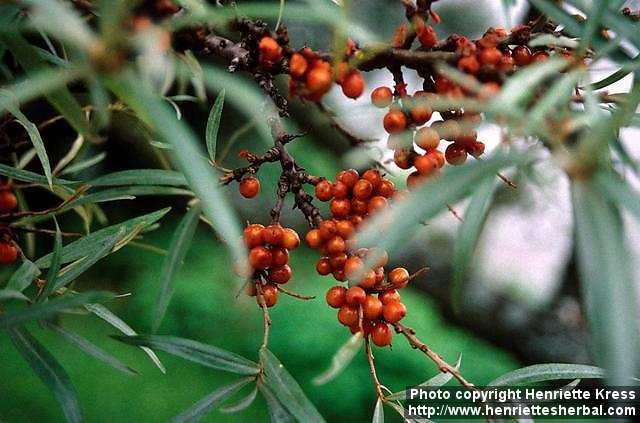 Photo: Hippophae rhamnoides.