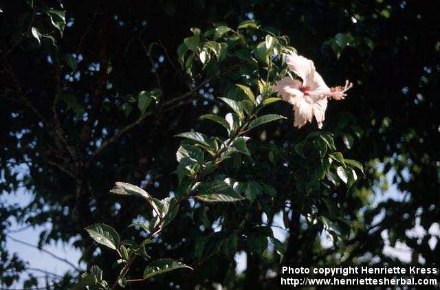 Photo: Hibiscus.