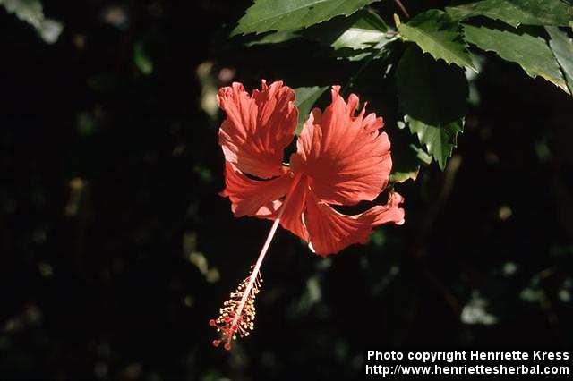 Photo: Hibiscus schizopetalus 2.