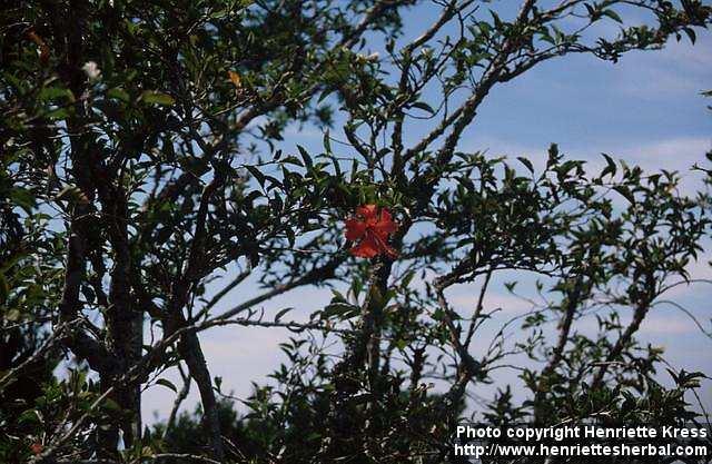 Photo: Hibiscus schizopetalus 3.