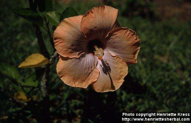 Photo: Hibiscus 1.