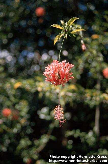 Photo: Hibiscus schizopetalus 6.