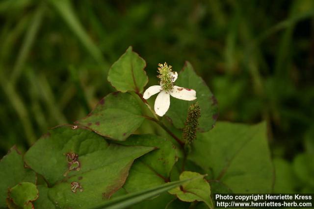 Photo: Houttuynia cordata 3.