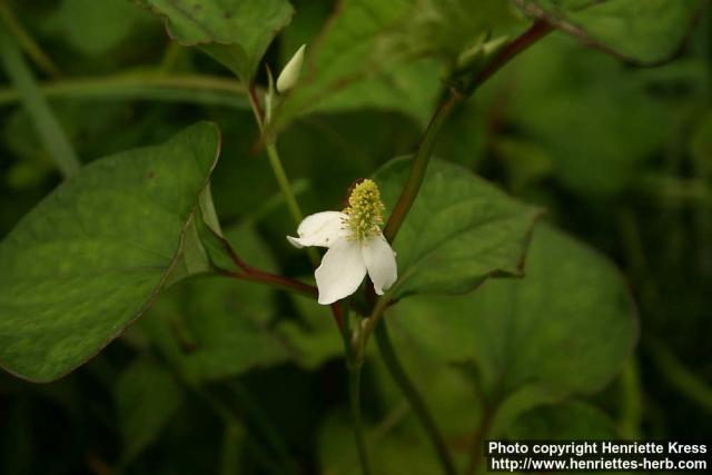 Photo: Houttuynia cordata 4.