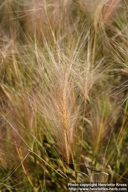 Photo: Hordeum jubatum.