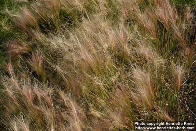 Photo: Hordeum jubatum 2.