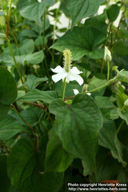 Photo: Houttuynia cordata.