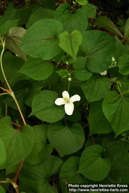 Photo: Houttuynia cordata 6.