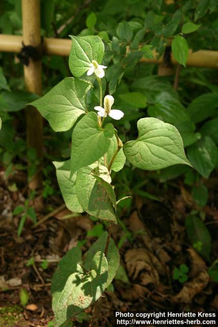 Photo: Houttuynia cordata 8.