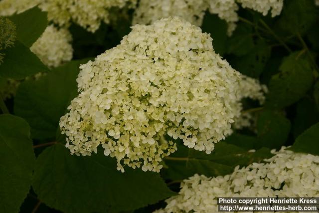 Photo: Hydrangea 1.