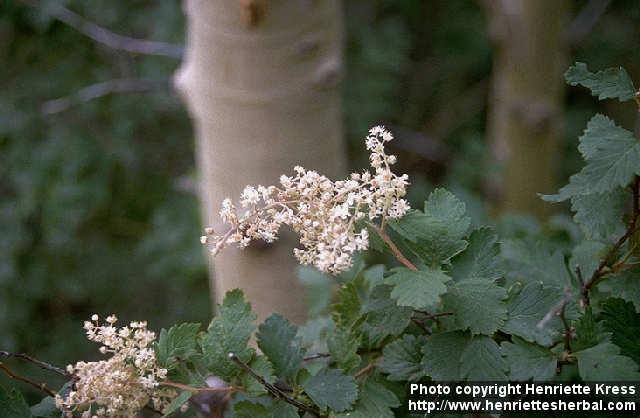 Photo: Holodiscus discolor 1.