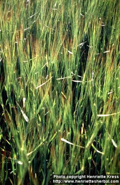 Photo: Hordeum vulgare 1.