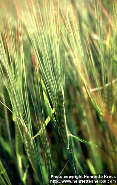 Photo: Hordeum vulgare 2.