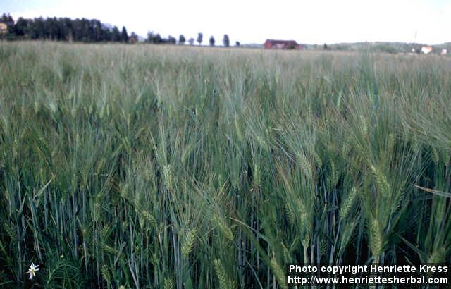 Photo: Hordeum vulgare 3.