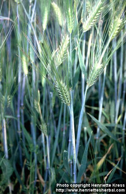 Photo: Hordeum vulgare 5.