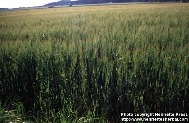 Photo: Hordeum vulgare.