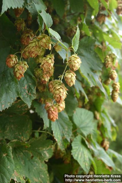 Photo: Humulus lupulus 12.