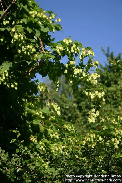 Photo: Humulus lupulus 16.