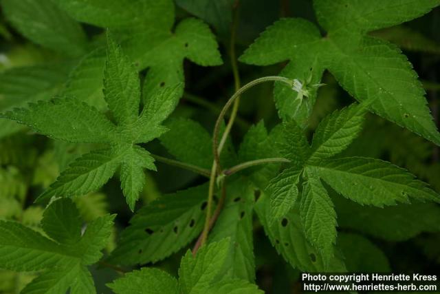 Photo: Humulus japonicus 2.