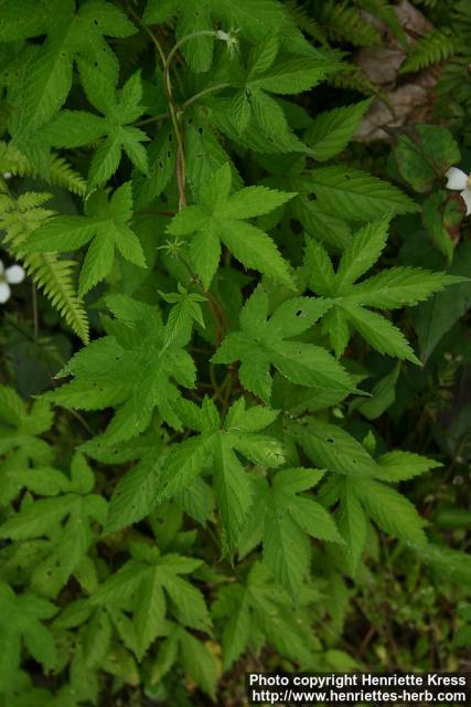 Photo: Humulus japonicus 4.