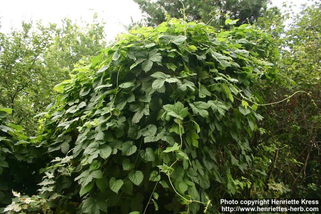 Photo: Humulus lupulus 17.