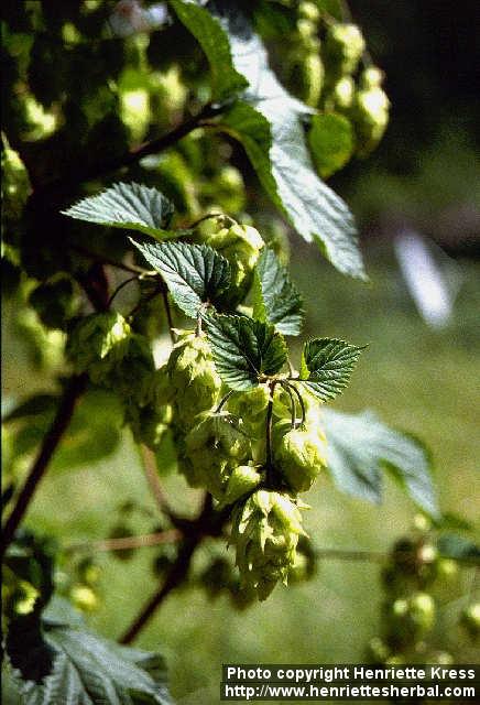 Photo: Humulus lupulus 1.