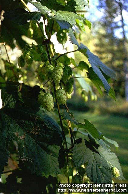 Photo: Humulus lupulus 4.