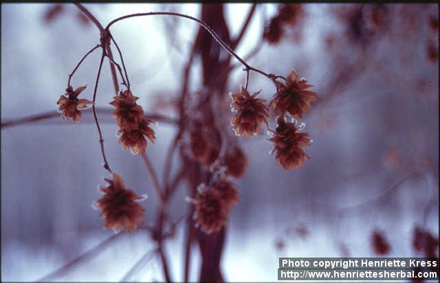 Photo: Humulus lupulus 7.