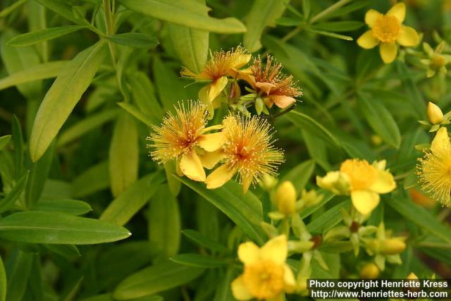 Photo: Hypericum kalmianum 4.