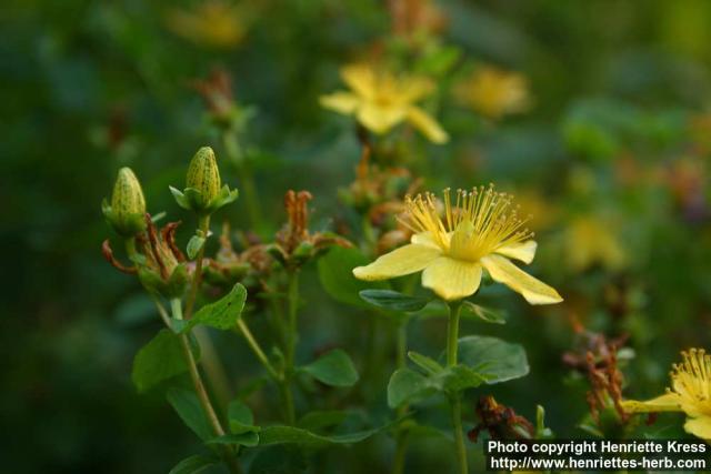 Photo: Hypericum perforatum 15.