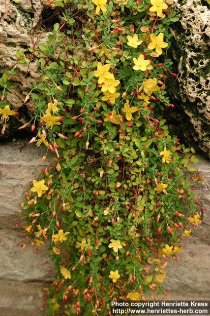 Photo: Hypericum cuneatum.