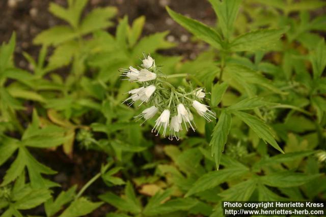 Photo: Hydrophyllum virginianum 2.