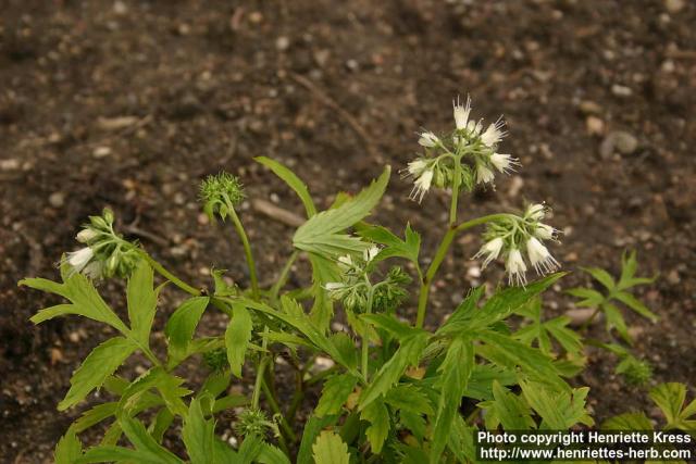 Photo: Hydrophyllum virginianum 3.