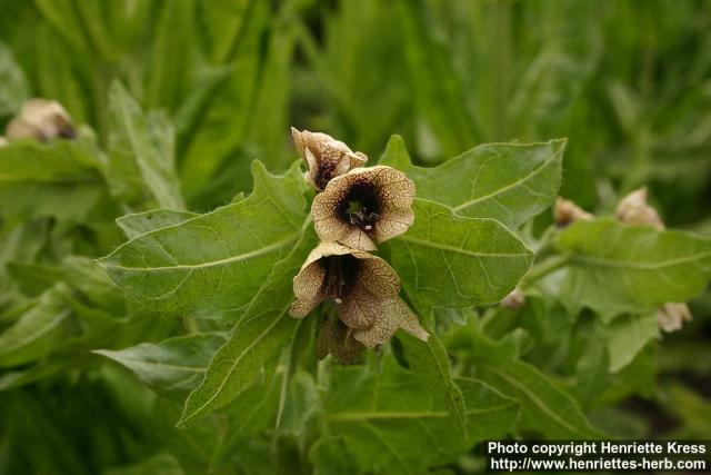 Photo: Hyoscyamus niger 6.