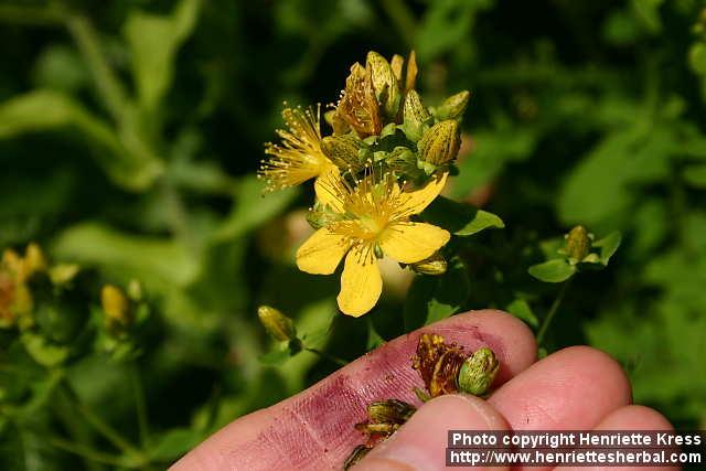 Photo: Hypericum perforatum 17.