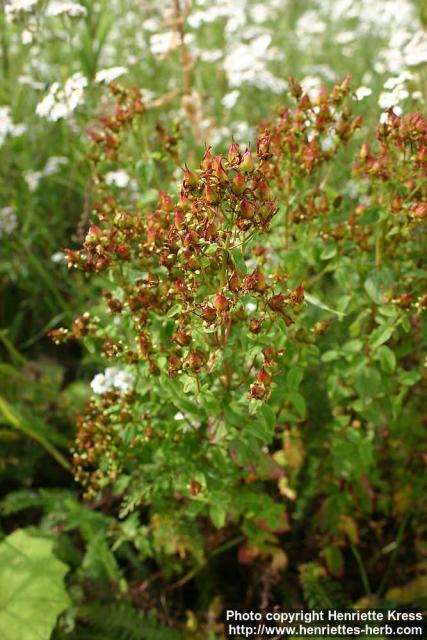 Photo: Hypericum perforatum 18.