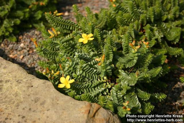 Photo: Hypericum adenotrichum.