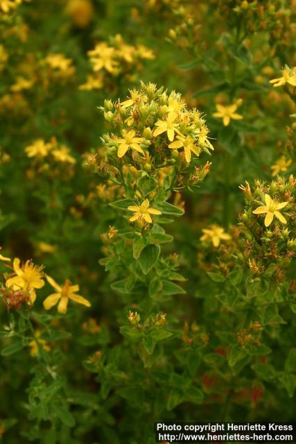 Photo: Hypericum tetrapterum.