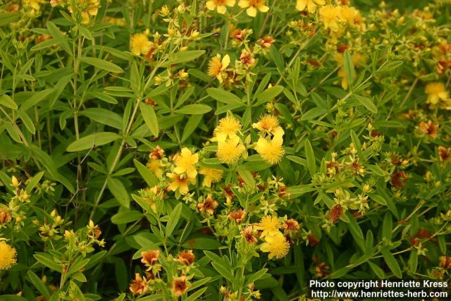 Photo: Hypericum kalmianum 8.