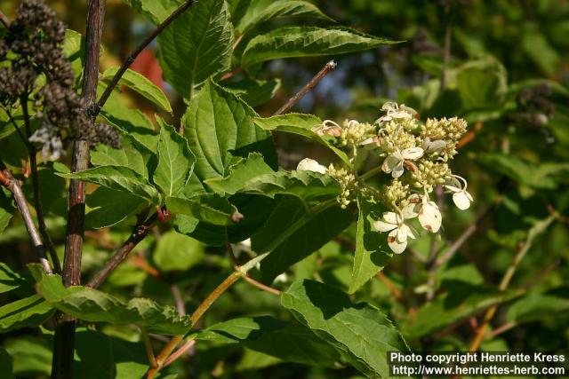 Photo: Hydrangea paniculata.