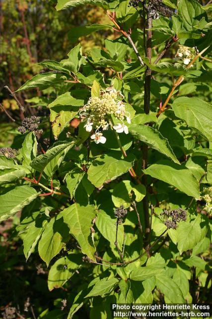 Photo: Hydrangea paniculata 1.