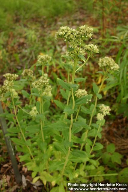 Photo: Hylotelephium pallescens.