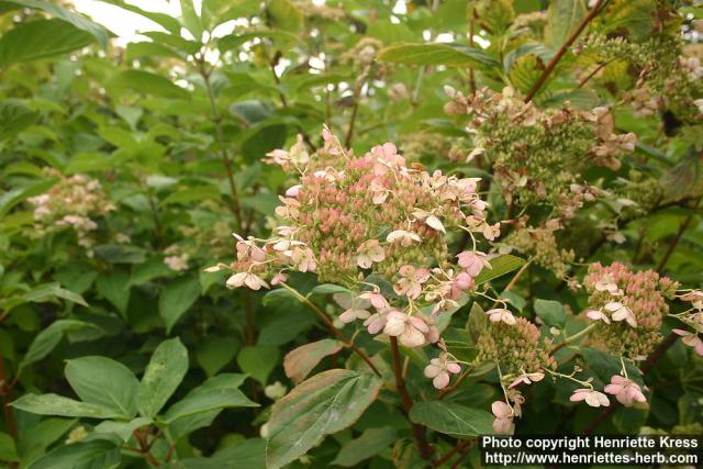 Photo: Hydrangea paniculata 4.