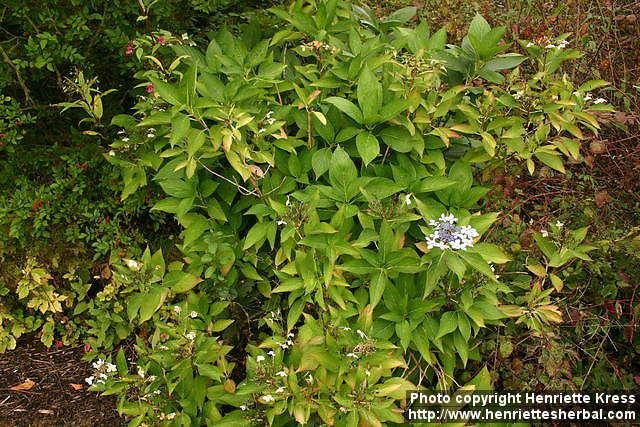 Photo: Hydrangea serrata 1.