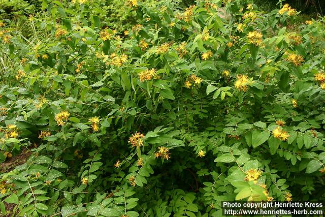 Photo: Hypericum x inodorum.