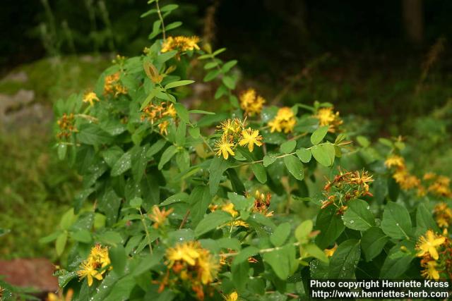 Photo: Hypericum x inodorum 3.