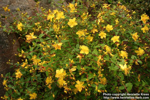 Photo: Hypericum pseudohenryi.