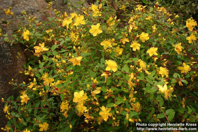 Photo: Hypericum pseudohenryi.