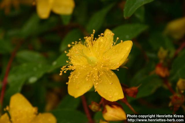 Photo: Hypericum pseudohenryi 1.